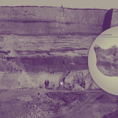 Fundstelle (markiert mit Kreuz) und Fossil (Quelle: Fotograf: Otto Schoetensack, Niedersächsische Staats- und Universitätsbibliothek Göttingen)