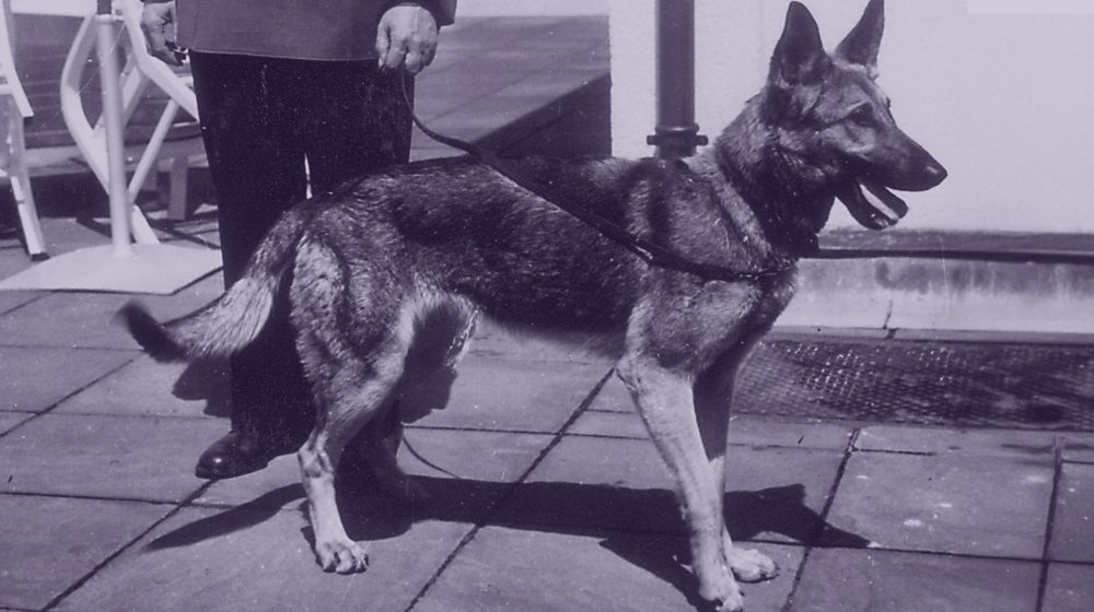 Hitlers Schäferhund Blondi fotografiert von Eva Braun (Quelle: Public Domain)