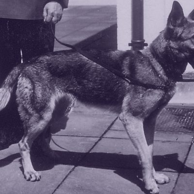 Hitlers Schäferhund Blondi fotografiert von Eva Braun (Quelle: Public Domain)