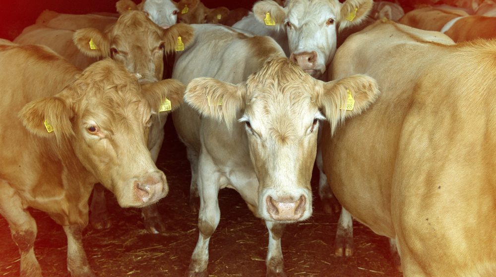 Symbolbild: Kühe in Brandenburg (Quelle: akg-images / Matthias Lüdecke)