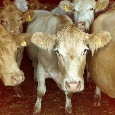 Symbolbild: Kühe in Brandenburg (Quelle: akg-images / Matthias Lüdecke)